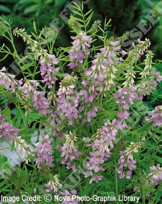 Picture of Galega - Officinalis